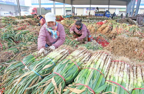 22年圓夢創(chuàng)城 顏值與魅力俱增，文明與發(fā)展共舞——聚焦食用農(nóng)產(chǎn)品批發(fā)