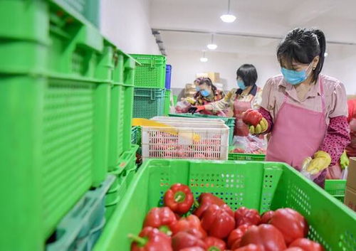 惠安 守護(hù)菜籃子，保障食用農(nóng)產(chǎn)品批發(fā)安全